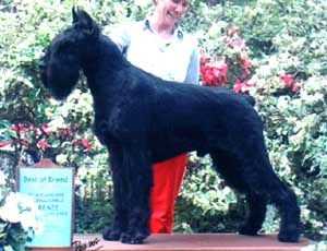 Gloris Overmuch | Giant Schnauzer 