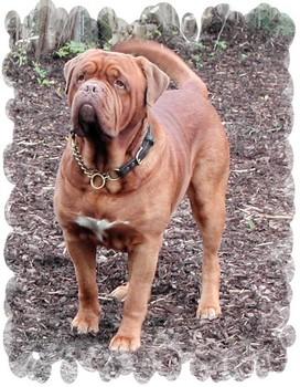 Kathos la Croix Valmer | Dogue de Bordeaux 
