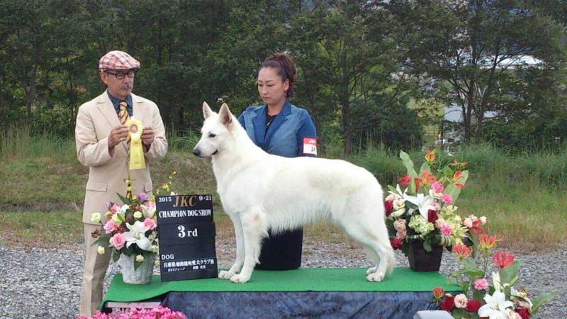 Happy von Neuman | White Swiss Shepherd Dog 