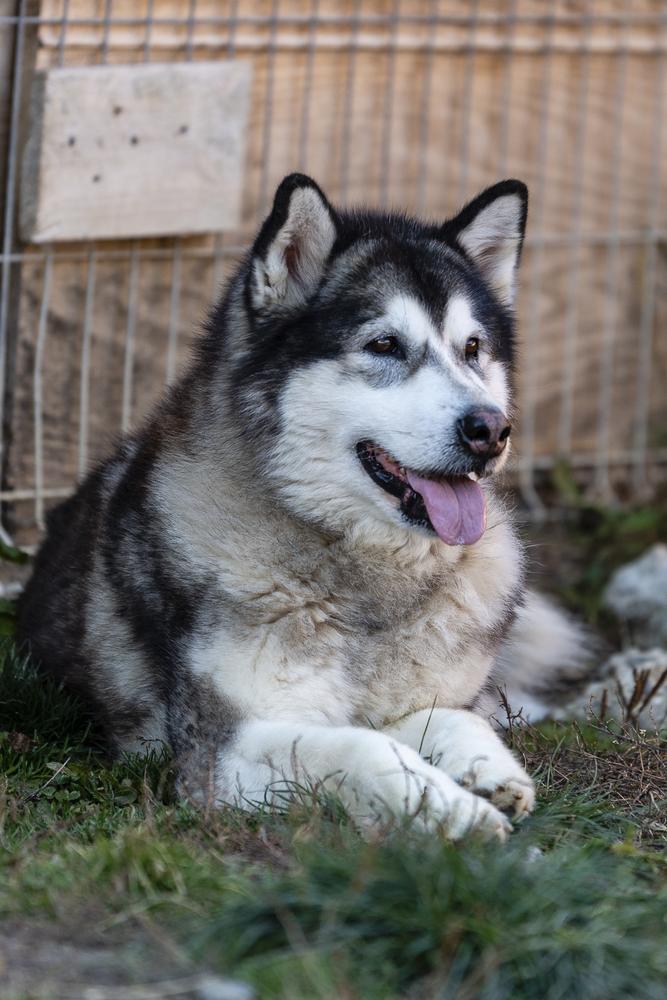 Misha | Alaskan Malamute 