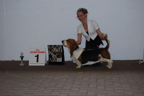 Ginger gloomy clown | Basset Hound 