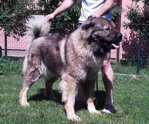 Cobra Balkan Master | Caucasian Mountain Dog 