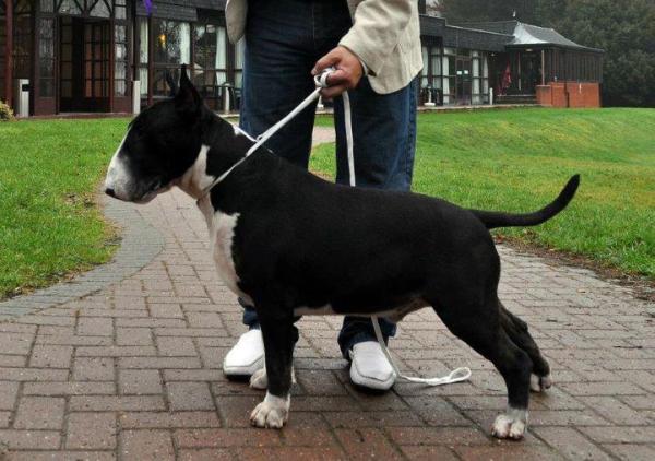 Titan de Peracho | Bull Terrier 