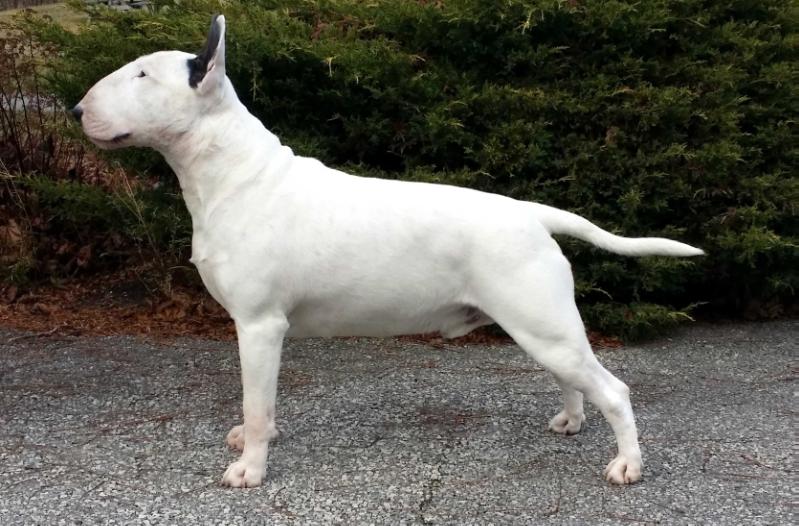 Buldor Anarchy ROM | Bull Terrier 