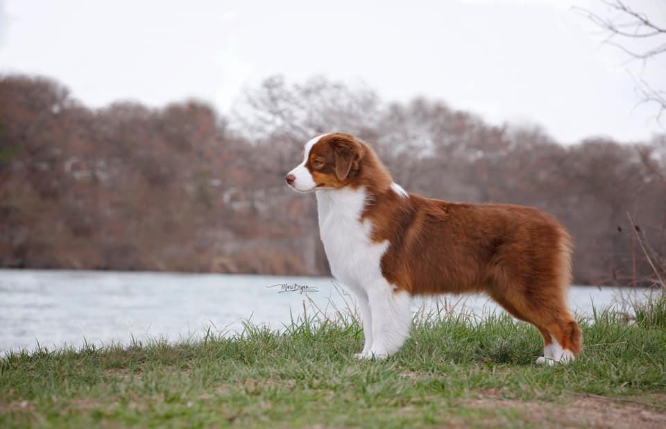 Emerald Isle’s Let It Burn | Australian Shepherd 