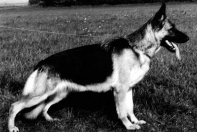 Ina aus der Eremitenklause | German Shepherd Dog 