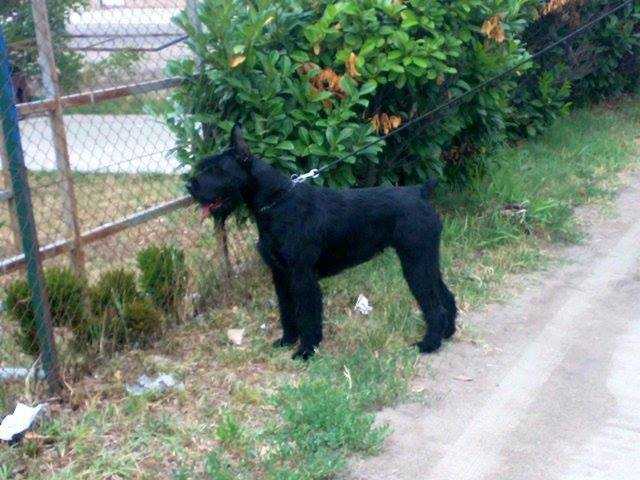 ROMA | Giant Schnauzer 