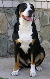 Korolevstvo Gornih Psov Cassiopea | Greater Swiss Mountain Dog 