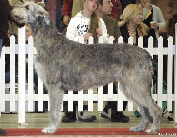 Knallåsen's Hortensia | Irish Wolfhound 