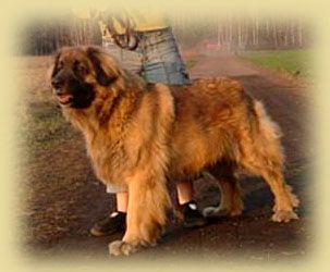 Genesis Ligocka Wataha | Leonberger 