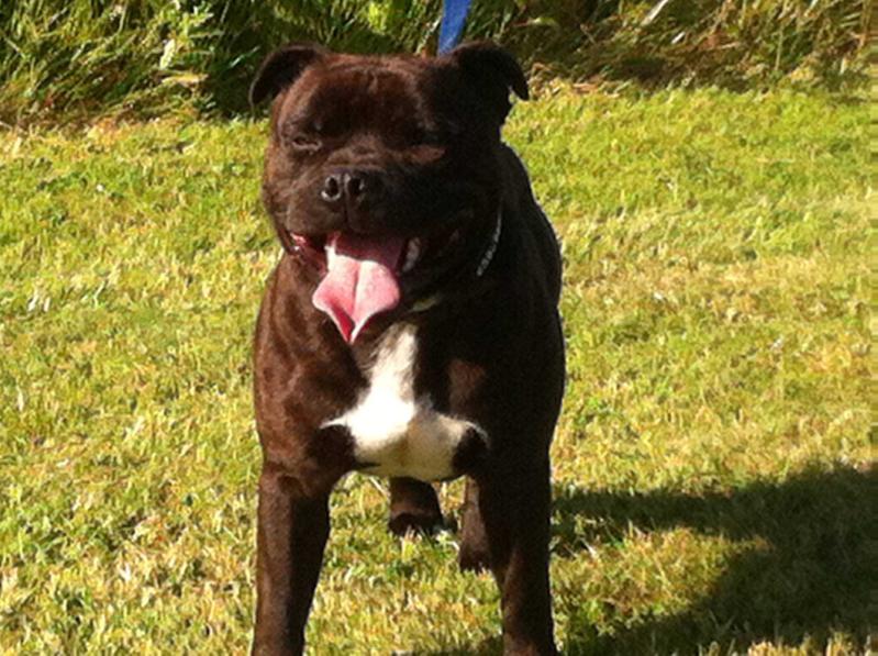 Clashdubh Cannonball | Staffordshire Bull Terrier 