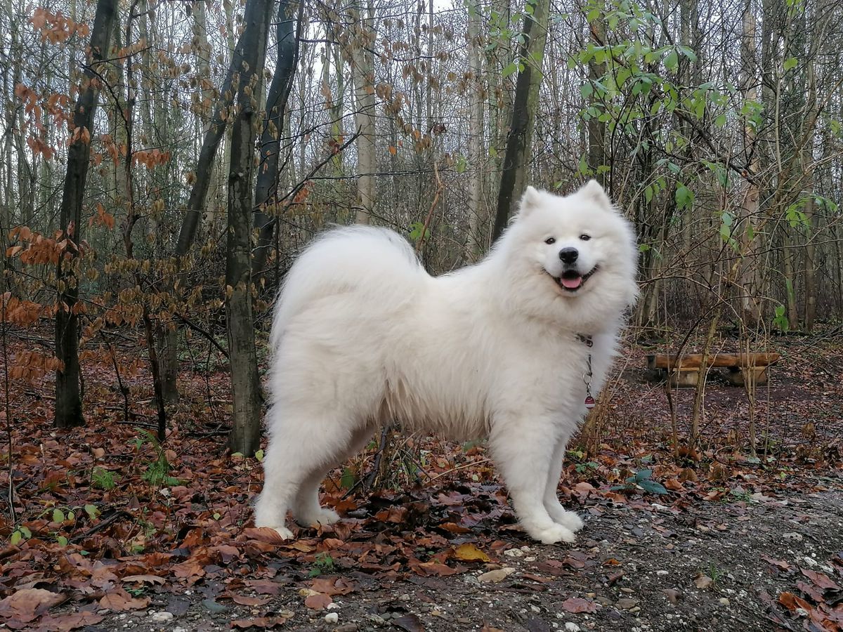 Aragon of Arctic White Cherry | Samoyed 