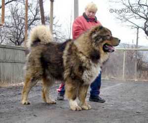 Sabur Daur Don (UKR) | Caucasian Mountain Dog 