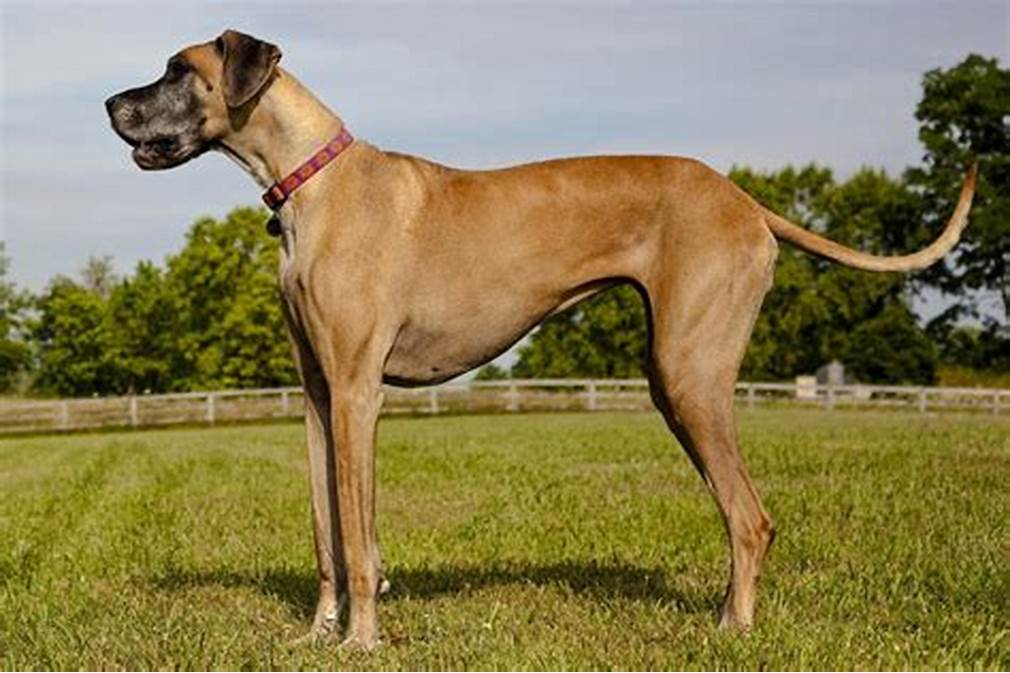 Great Dane