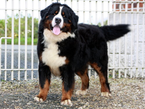 jeff van't maroyke | Bernese Mountain Dog 