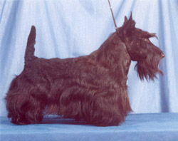 Bon Accord of Wiljoy | Scottish Terrier 