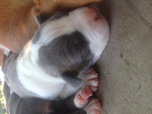 Gold Mask Blue Dragon | American Staffordshire Terrier 