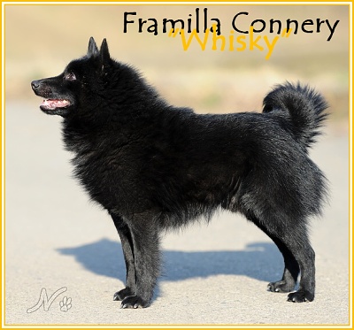 Framilla Connery | Schipperke 