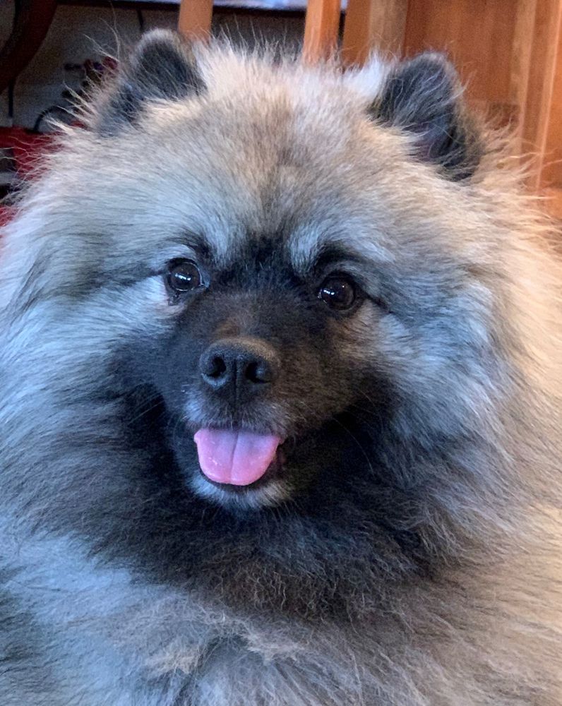 Swixkees Lady Tralee | Keeshond 