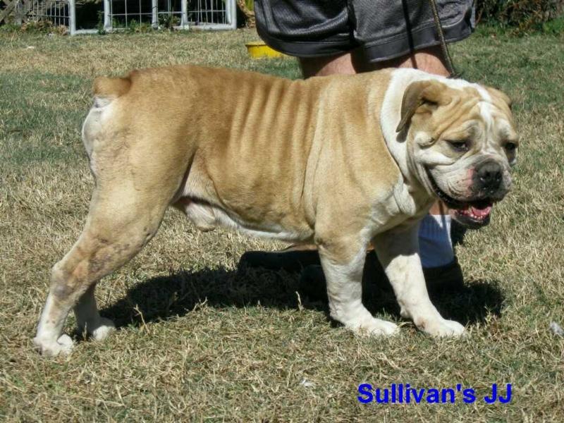 Cone's JJ | Olde English Bulldogge 