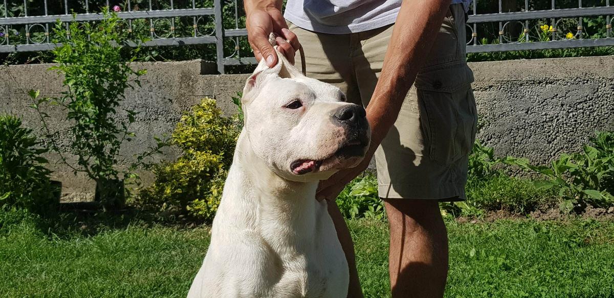 Damacha del Predador | Argentine Dogo 