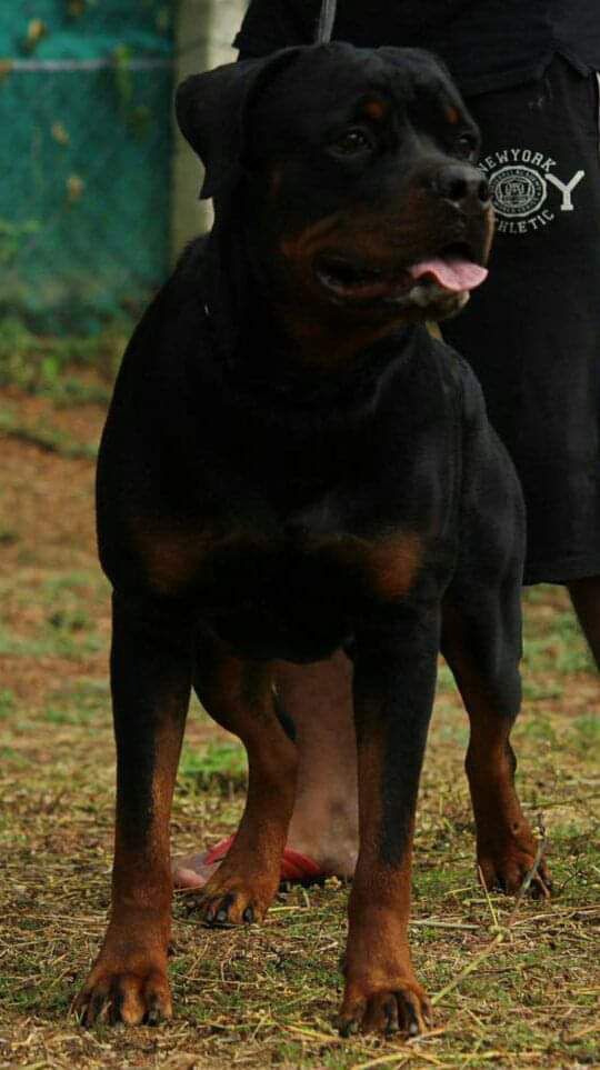 Sibani's Kamaro | Rottweiler 