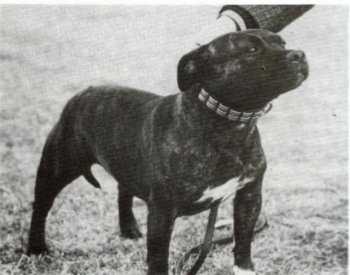 Rellim Saratoga Skiddy | Staffordshire Bull Terrier 