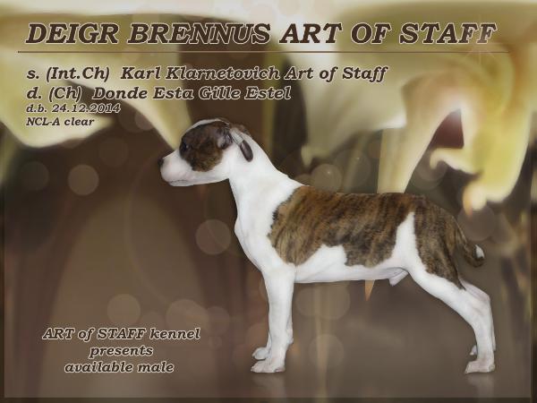 Deigr Brennus Art of Staff | American Staffordshire Terrier 
