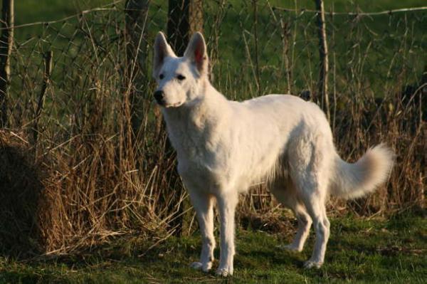 First Lady Fame von Amira Asagera | White Swiss Shepherd Dog 