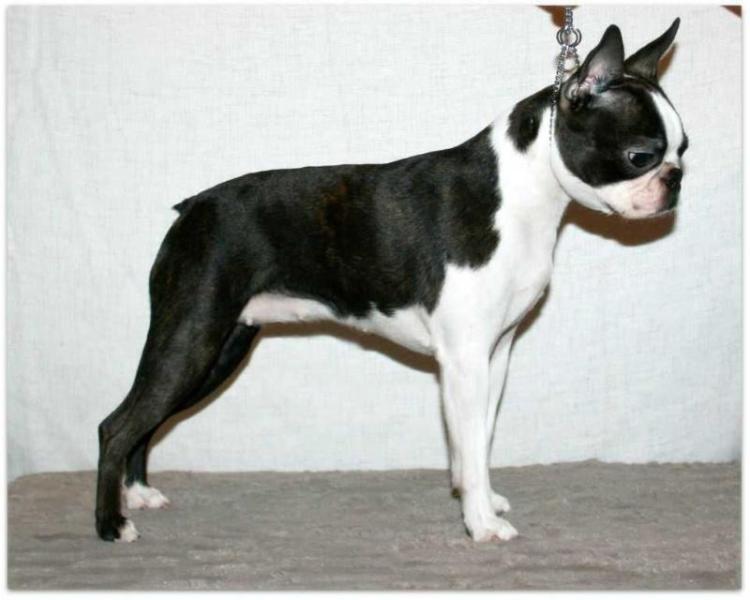 Black Indian`s Fame | Boston Terrier 