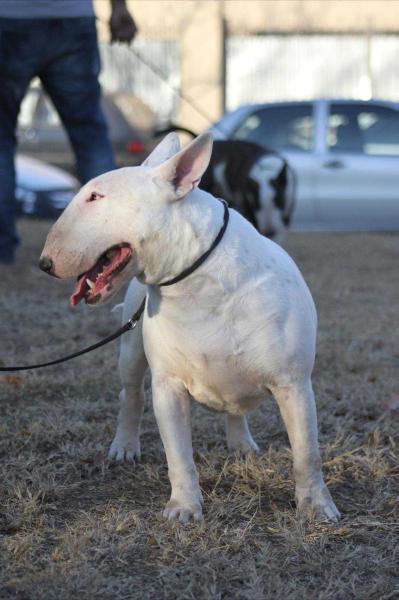 Ciracusa de Oscuro Diamante | Bull Terrier 