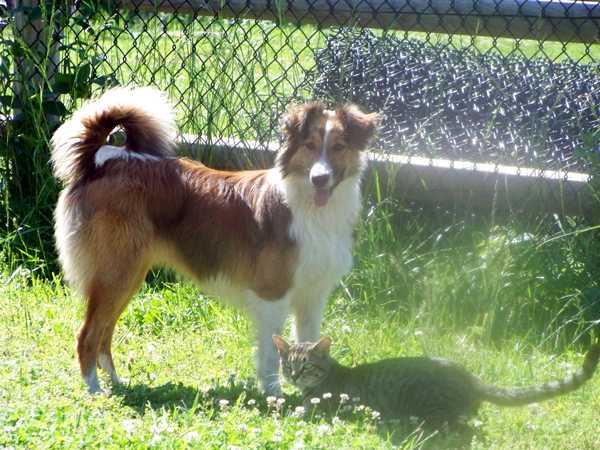 Cedar Creek Foothill's Judy | English Shepherd 