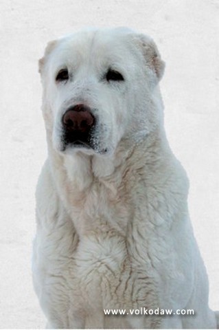 Tupan | Central Asian Shepherd Dog 