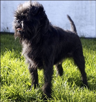 Laroussu´s Xplosiv | Affenpinscher 