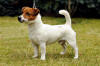 Diesel Magor | Jack Russell Terrier 