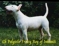 Polytelis Frosty Boy of Inkunzi | Bull Terrier 