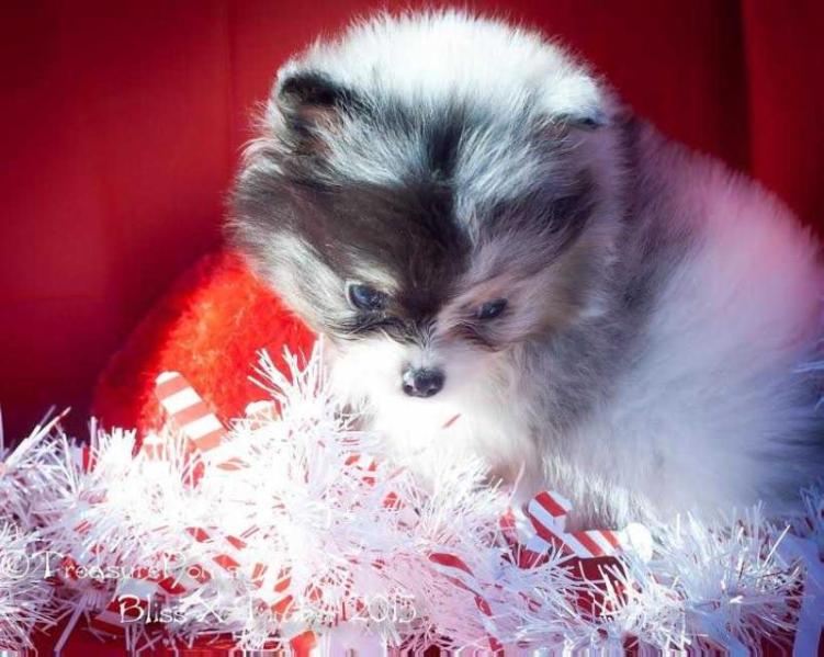 Treasure Xyro's Nightmare B4 Christmas | Pomeranian 