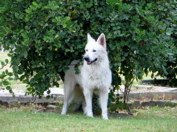 Oldambt's Special Now or Never for Dolittlefarm | White Swiss Shepherd Dog 