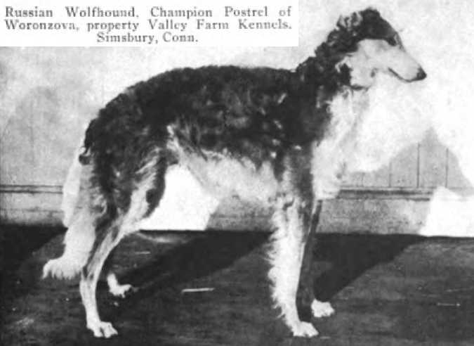 Postrel of Woronzova 156703 | Borzoi 