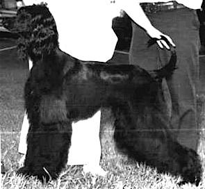 Shirkden's Libra of Ashen | Afghan Hound 