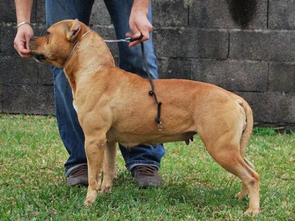 Braveheart Of Cowboy Memories | American Staffordshire Terrier 