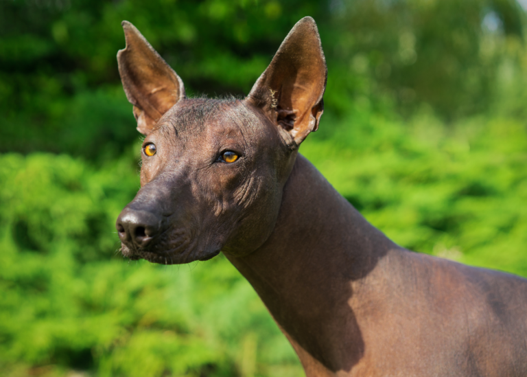 Xoloitzcuintli