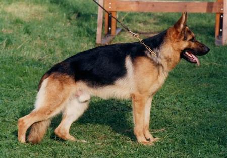 Lasso vom Grauen | German Shepherd Dog 