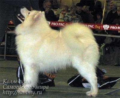 Snezhnoe Tango Braviy Pes Boss | Samoyed 