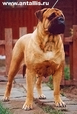 HANNY ROSE IZ MIRA ANTALLIS | Bullmastiff 