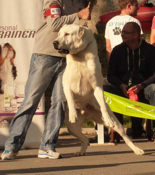 Aslan | Central Asian Shepherd Dog 