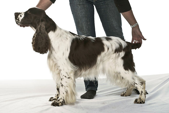 Mompesson Rich Chic | English Springer Spaniel 