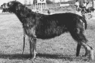 Ballykelly Cait of Gulliagh | Irish Wolfhound 