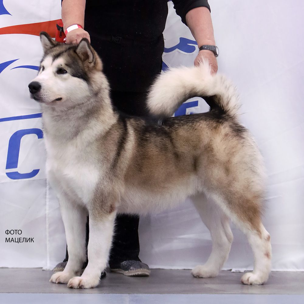 Infanta Ot Filippovoy | Alaskan Malamute 