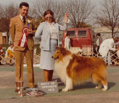 Curtacy Wayward Wind | Rough Collie 